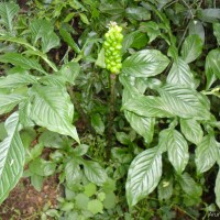 Amorphophallus paeoniifolius (Dennst.) Nicolson